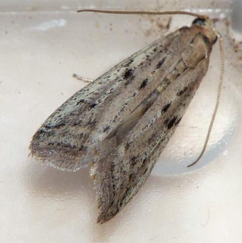 Phycitodes inquinatella